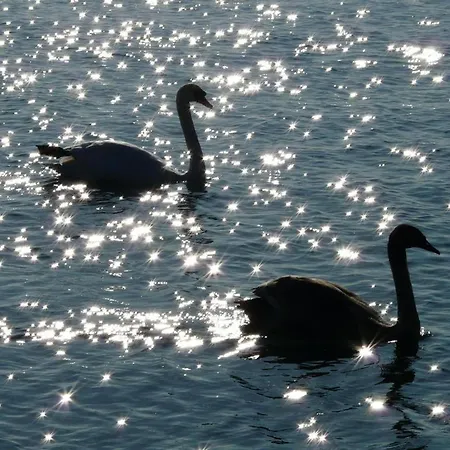 Bodenseepanorama Oberuhldingen Uhldingen-Mühlhofen
